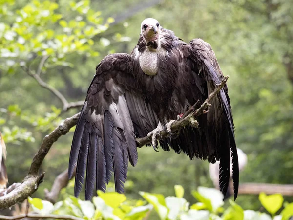 Hooded Vulture Necrosyrtes Monachus Sits High Branch Dries Its Feathers — Stock Photo, Image