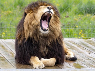 Büyük erkek Afrika aslanı, Panthera Leo, yalan söylüyor ve esniyor..