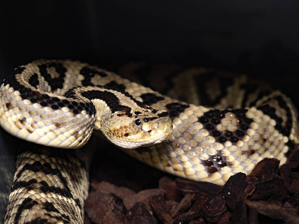 Portrait of a South American Bushmaster, Lachesis muta, South America's most venomous snake.