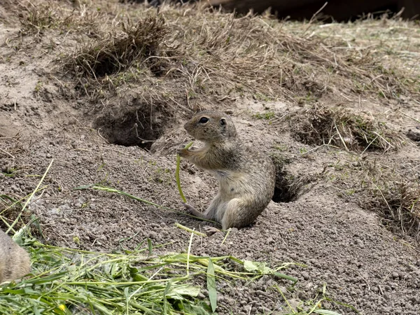 Europäisches Ziesel Spermophilus Citellus Sitzt Einem Erdloch Und Frisst Nahrung — Stockfoto