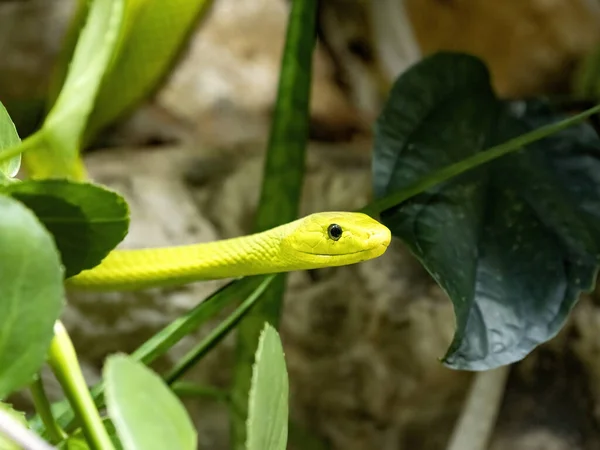 Retrato Mamba Verde Dendroaspis Angusticeps Intermedius Una Las Serpientes Más — Foto de Stock