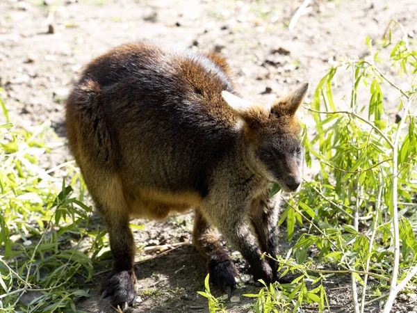 Wallaby Swamp Wallabia Bicolor Stands Sparse Green Grass — Stock Photo, Image