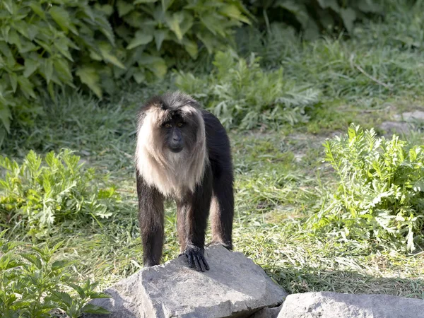 A male Lion tailed Macaque, Macaca silenus, stands on a large boulder and observes the surroundings.