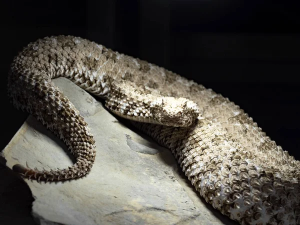 蜘蛛尾角毒蛇 假牙蛇 可能是蜘蛛尾端最罕见的毒蛇 — 图库照片