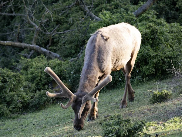 Tule Elk Cervus Canadensis Nannodes Pastoreia Grama Baixa — Fotografia de Stock