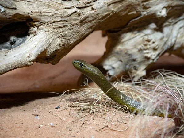 Vnitrozemský Taipan Oxyuranus Microlepidotus Jedním Nejjedovatějších Hadů Světě Stock Snímky