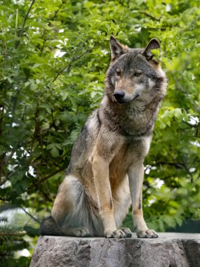 Gri Kurt, köpek l. lupus bir kayanın üzerinde duruyor ve çevreyi gözlemliyor..