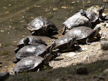 Bir grup kırmızı kulaklı kayganlaştırıcı, Trachemys Scrita elegans, bir göletin kenarında güneşlenirler..