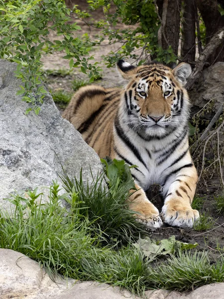 Grand Mâle Amour Tigre Panthera Tigris Altaica Repose Dans Herbe — Photo