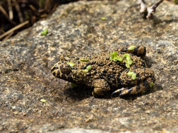 Sapo Oriental Del Vientre Del Fuego Bombina Orientalis Sienta Una — Foto de Stock