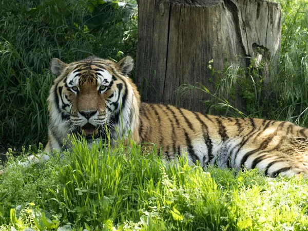 Gran Macho Amur Tiger Panthera Tigris Altaica Está Descansando Hierba —  Fotos de Stock