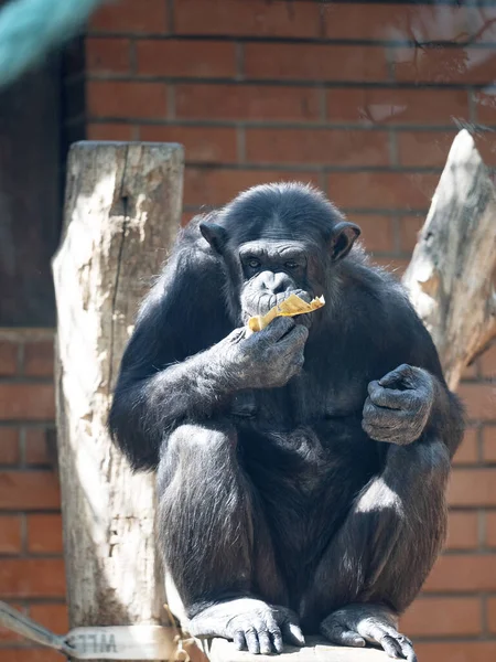 Der Afrikanische Schimpanse Pan Troglodytes Sitzt Auf Einem Rüssel Und — Stockfoto