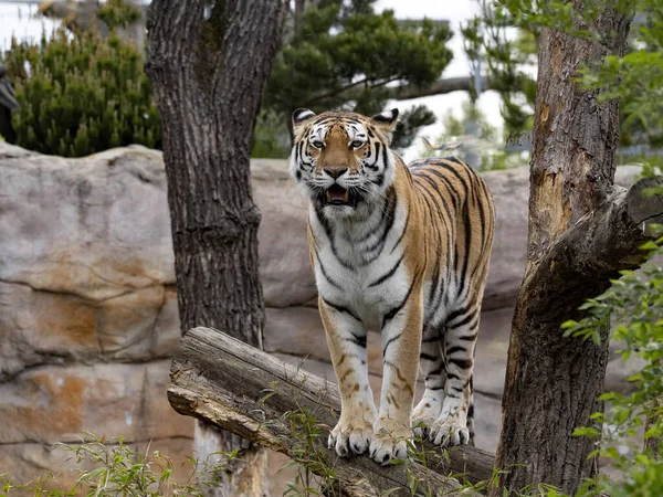 Gran Macho Amur Tiger Panthera Tigris Altaica Encuentra Tronco Observa —  Fotos de Stock