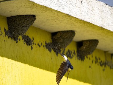 Büyük bir kırlangıç kolonisi bir evin saçağında yuva yapar. Arnavutluk
