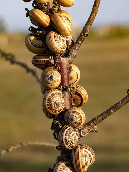 Schnecken Mit Bunten Gehäusen Sammeln Sich Der Hitze Stiel Einer — Stockfoto