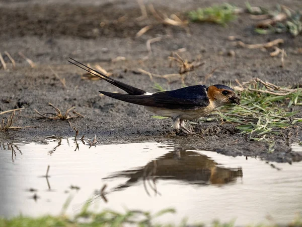 Swallows Collect Mud Build Nests Albania — стоковое фото