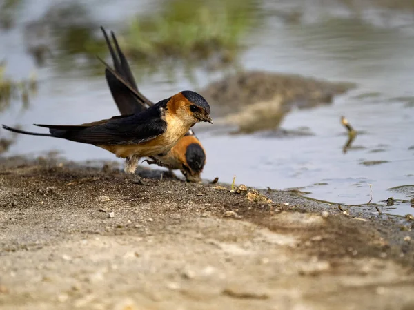 Swallows Collect Mud Build Nests Albania — Zdjęcie stockowe