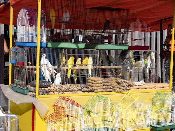 Parrots at the big Sunday market in Novi Sad, Serbia