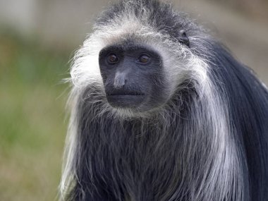 Erkek bir Kral Colobus 'un portresi, Colobus polikomos, kafasının etrafında uzun beyaz kürklü.