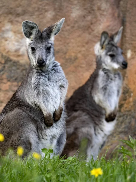 Загальний Wallaroo Macropus Robust Сидить Спостерігає Навколишнім Середовищем — стокове фото