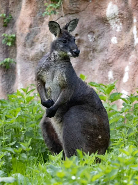 jirousek.zoo-foto.cz