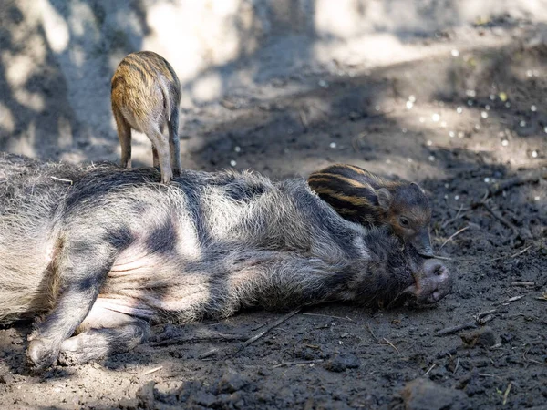 Young Visayan Warty Pig Sus Cebifrons Negrinus Harass Resting Boar — стоковое фото