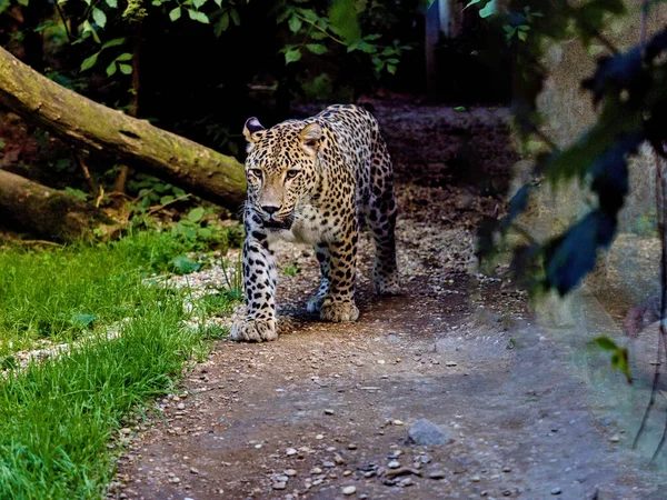 Male Persian Leopard Panthera Pardus Saxicolor His Regular Patrol His — стоковое фото