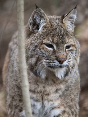 Portrait of an adult male Carpathian lynx, Lynx lynx carpaticu