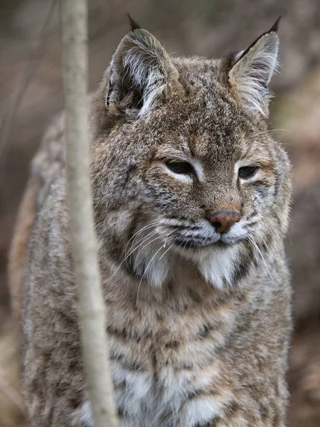 Portrait Adult Male Carpathian Lynx Lynx Lynx Carpaticu — ストック写真