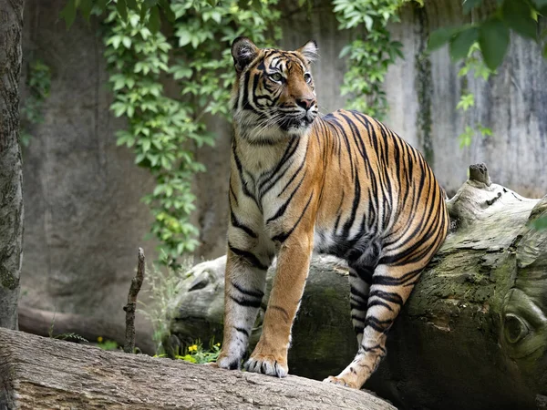 Female Sumatran Tiger Panthera Tigris Sumatrae Leans Trunk Observes Surroundings —  Fotos de Stock