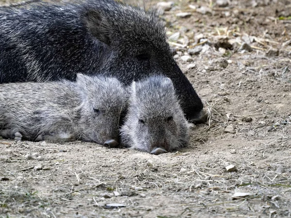 Мужчина Chacoan Peccary Catagonus Wagneri Двумя Молодыми — стоковое фото