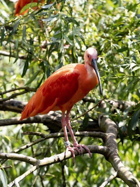 Red Ibis Eudocimus Ruber Stands Branches Tree Observes Surroundings — Photo