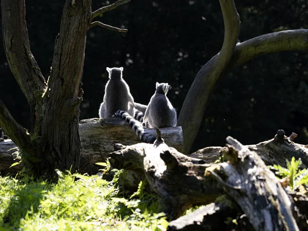 Family Ring Tailed Lemur Lemur Catta Sits Trunk Observes Surroundings — Foto de Stock