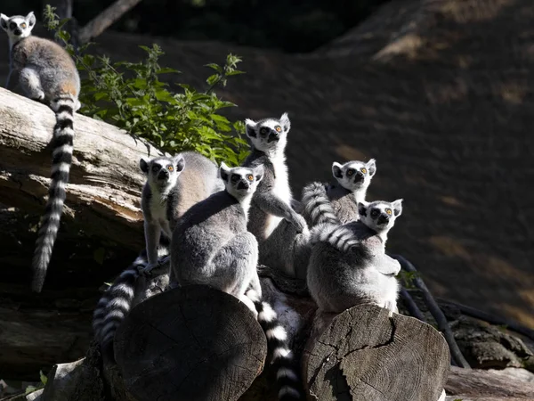 A family, Ring-tailed Lemur, Lemur catta, sits on a trunk and observes the surroundings.