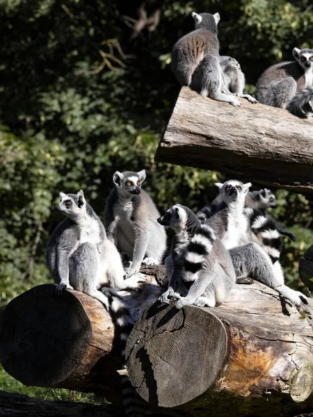 A family, Ring-tailed Lemur, Lemur catta, sits on a trunk and observes the surroundings.