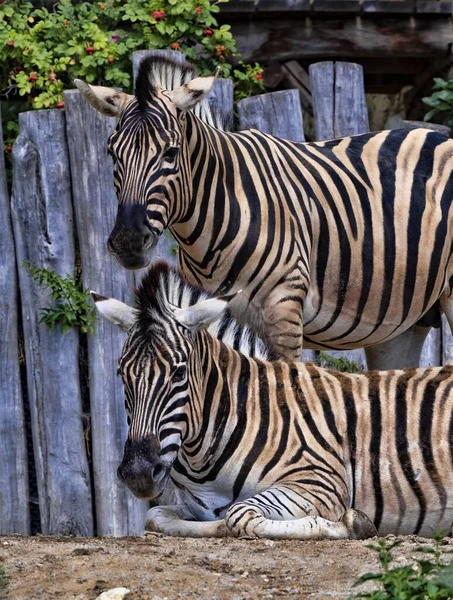 Two Resting Damara Zebra Equus Burchelli Antiquorum — Stock Photo, Image