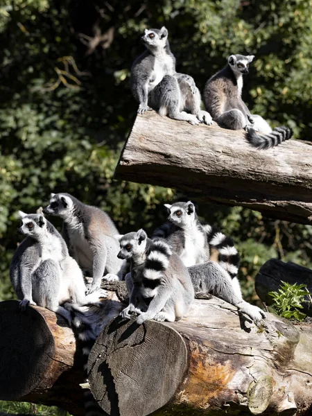 Family Ring Tailed Lemur Lemur Catta Sits Trunk Observes Surroundings — Zdjęcie stockowe