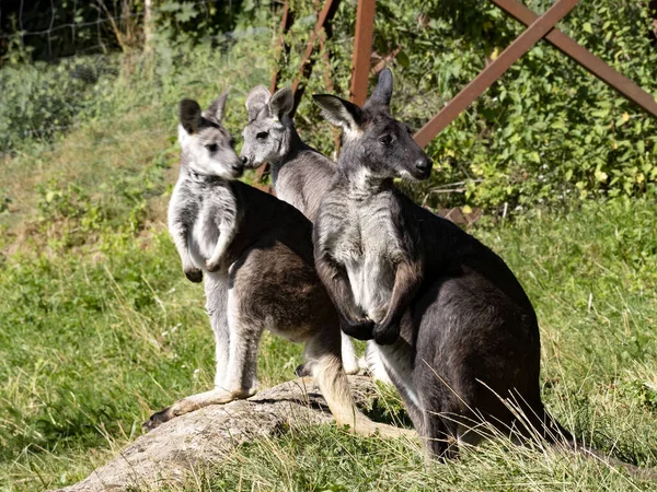 Three Female Common Wallaroo Macropus Robustus Observe Surroundings —  Fotos de Stock