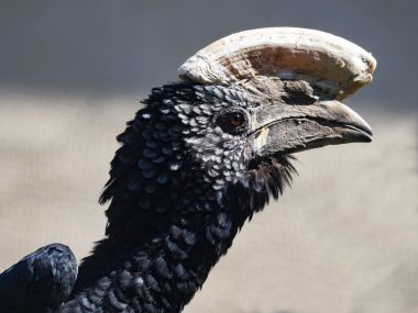 Gümüş yanaklı bir Hornbill 'in portresi olan Bycanistes brevis' in gagasında kocaman bir miğfer vardır.