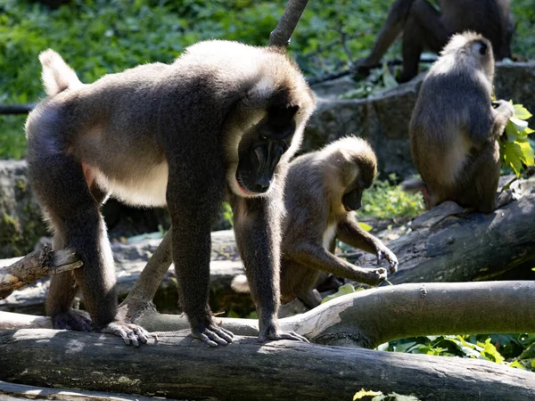 Foret Mâle Adulte Mandrillus Leucophaeus Avec Groupe Femelles Son Harem — Photo