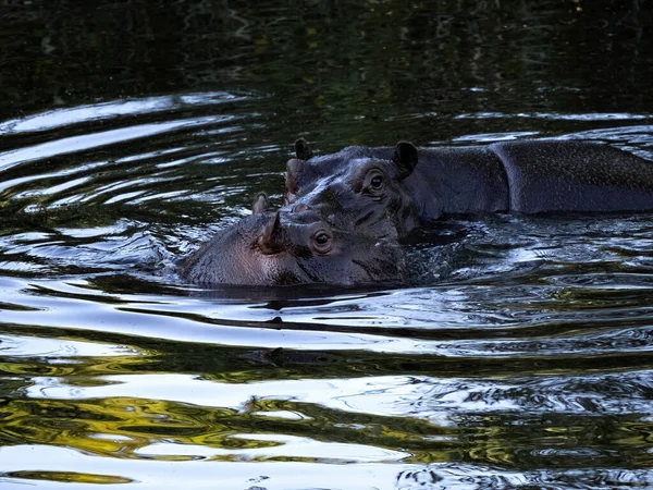 Due Ippopotami Ippopotamo Anfibio Lago Alla Luce Della Sera — Foto Stock