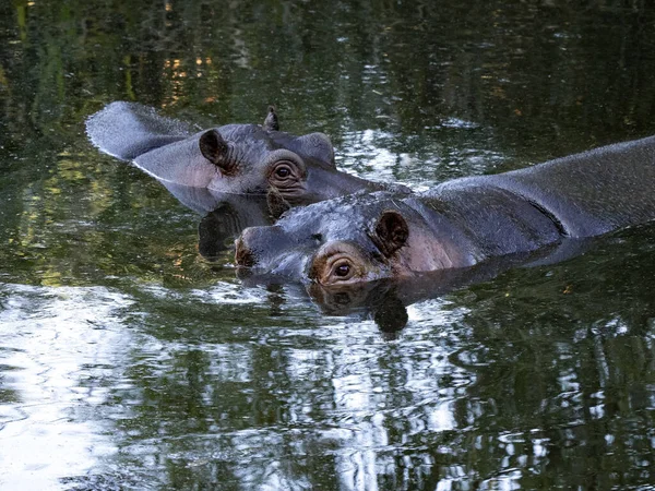 Dwa Hipopotamy Hipopotam Amfibia Jeziorze Wczesnym Wieczorem Światło — Zdjęcie stockowe