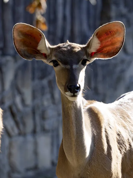 Mniejsze Kudu Tragelaphus Imberbis Duże Uszy Które Pozwalają Światłu Świecić — Zdjęcie stockowe