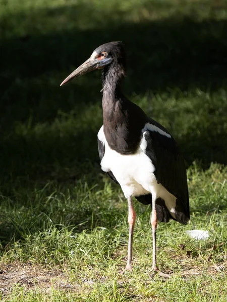 Vitmagad Stork Ciconia Abdimii Står Gräset Och Observerar Omgivningen — Stockfoto