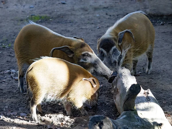 Группа Свиней Красной Реки Potamochoerus Porcus Кормящихся Упавшем Бревне — стоковое фото