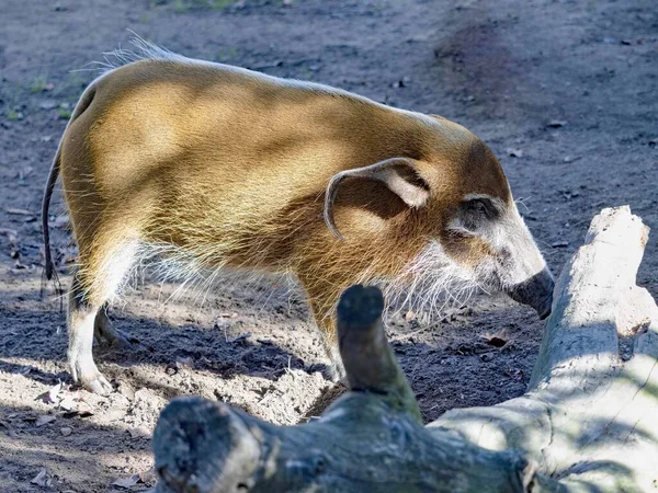 Sekelompok Babi Sungai Merah Potamochoerus Porcus Mencari Makan Kayu Jatuh — Stok Foto