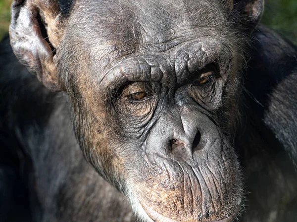 Ritratto Una Scimpanzé Africana Quarantenne Pan Troglodita — Foto Stock