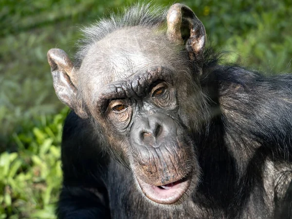 Ritratto Una Scimpanzé Africana Quarantenne Pan Troglodita — Foto Stock