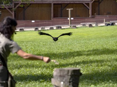 Genç renksiz Kel Kartal, Haliaeetus leucocephalus, şahin eğitimi sırasında uçar..