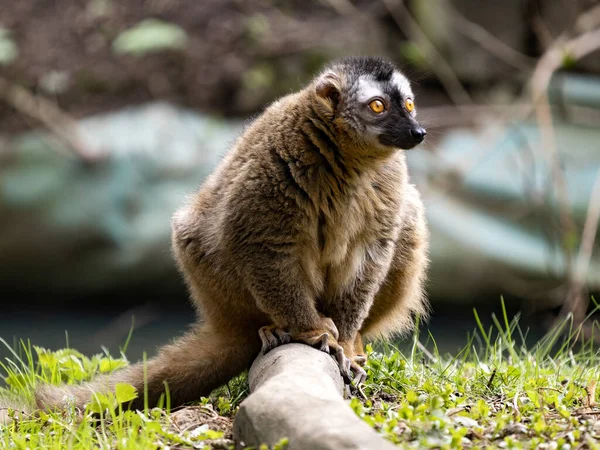 Una Hembra Lémur Fachada Roja Eulemur Fulvus Rufus Sienta Tronco — Foto de Stock